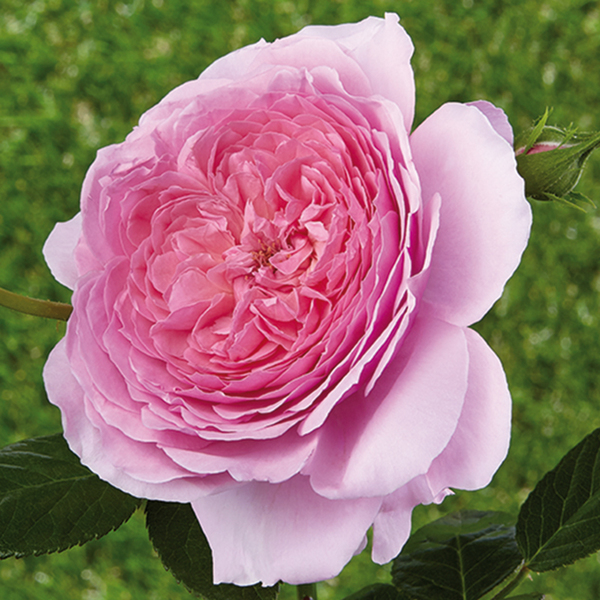 Cvijet hibridne čajevke - ruža stablašica s visokim stablom